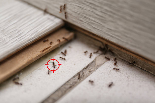 Best Rat Extermination Near Me  in Carlyle, IL