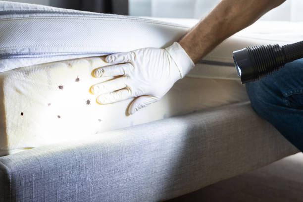 Best Local Pest Control Services  in Carlyle, IL